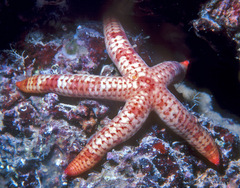 Leiaster