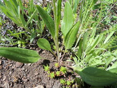 Senecio integerrimus