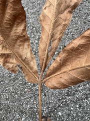 Carya tomentosa