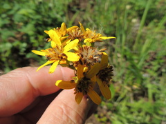 Senecio integerrimus