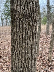 Carya tomentosa