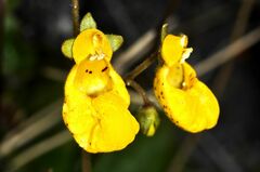Calceolaria biflora