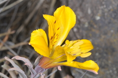 Alstroemeria esteparica