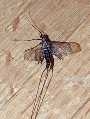 Siphlonuridae