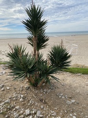 Yucca gloriosa