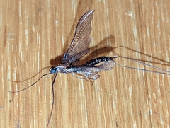 Siphlonuridae