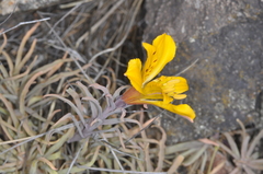 Alstroemeria esteparica