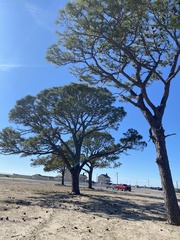 Pinus elliottii