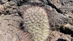Mammillaria
