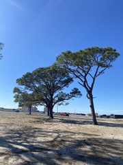 Pinus elliottii