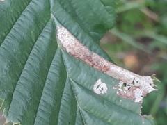 Phyllonorycter coryli