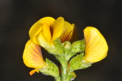 Adesmia boronioides