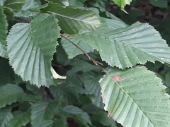 Phyllonorycter coryli