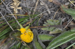 Calceolaria polyrhiza