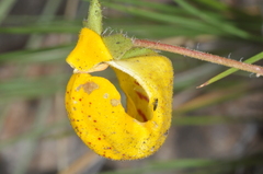 Calceolaria polyrhiza