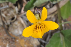 Viola magellanica