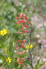 Ipomopsis aggregata aggregata