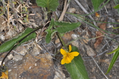 Viola magellanica