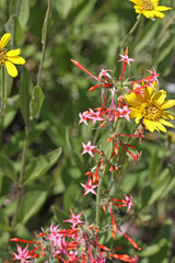 Ipomopsis aggregata aggregata