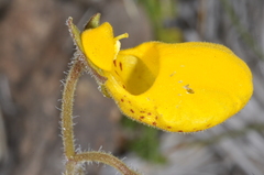 Calceolaria biflora