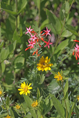 Ipomopsis aggregata aggregata