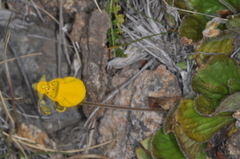 Calceolaria biflora