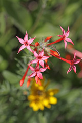 Ipomopsis aggregata aggregata