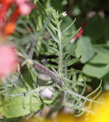 Ipomopsis aggregata aggregata