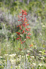 Ipomopsis aggregata aggregata