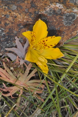 Alstroemeria esteparica