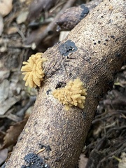 Arcyria obvelata