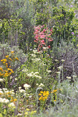 Ipomopsis aggregata aggregata