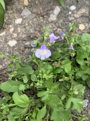Mazus pumilus