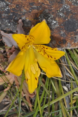 Alstroemeria esteparica