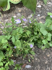 Mazus pumilus