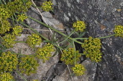 Gymnophyton