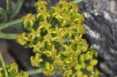 Gymnophyton