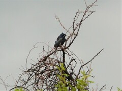 Cyanoloxia brissonii