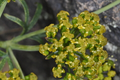 Gymnophyton