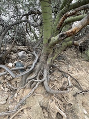 Parkinsonia microphylla