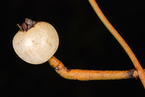 Cassytha filiformis iNat (3)