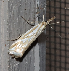Hednota pleniferellus
