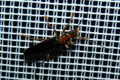 Nacerdes carniolica