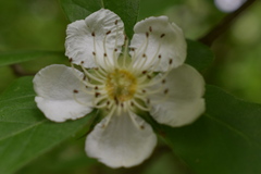 Crataegus germanica
