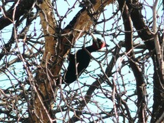 Campephilus leucopogon