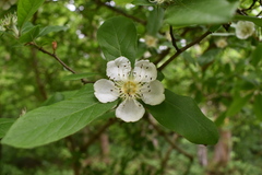 Crataegus germanica