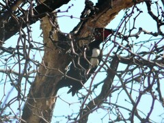 Campephilus leucopogon