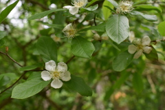 Crataegus germanica