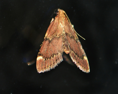 Hypsopygia intermedialis