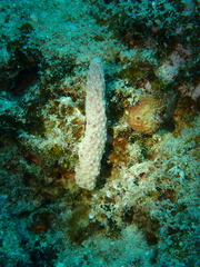 Dysideidae